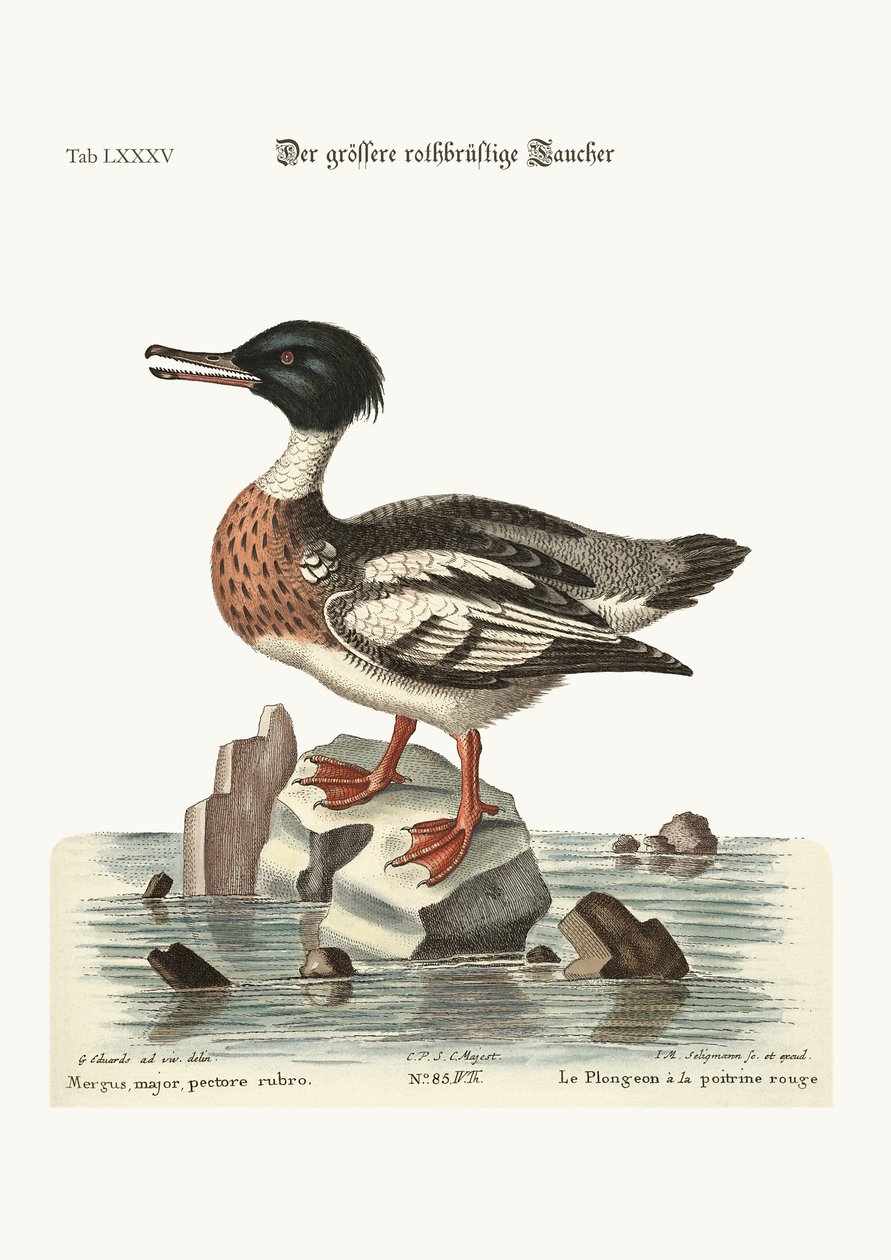 The Red-Breasted Goosander by George Edwards