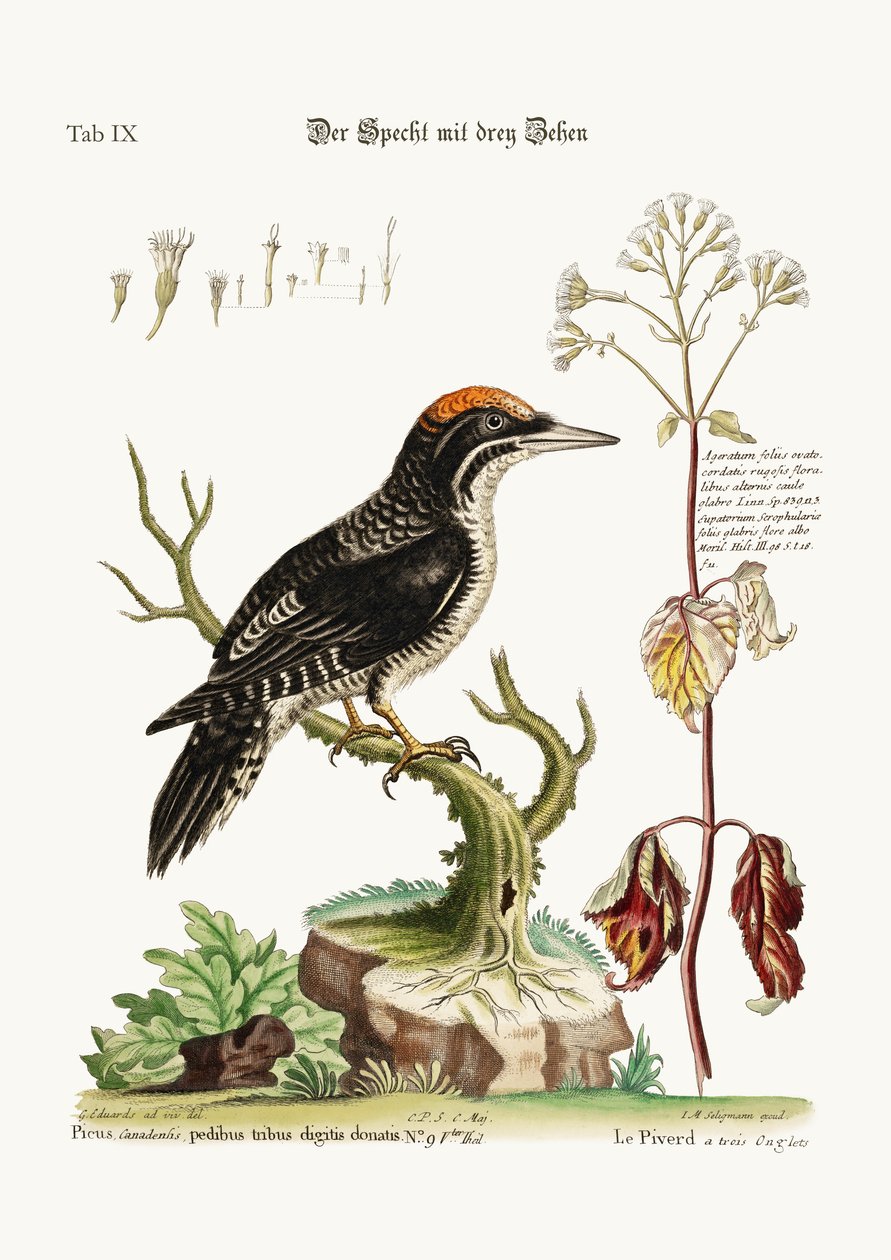The three-toed Woodpecker, 1749-73 by George Edwards