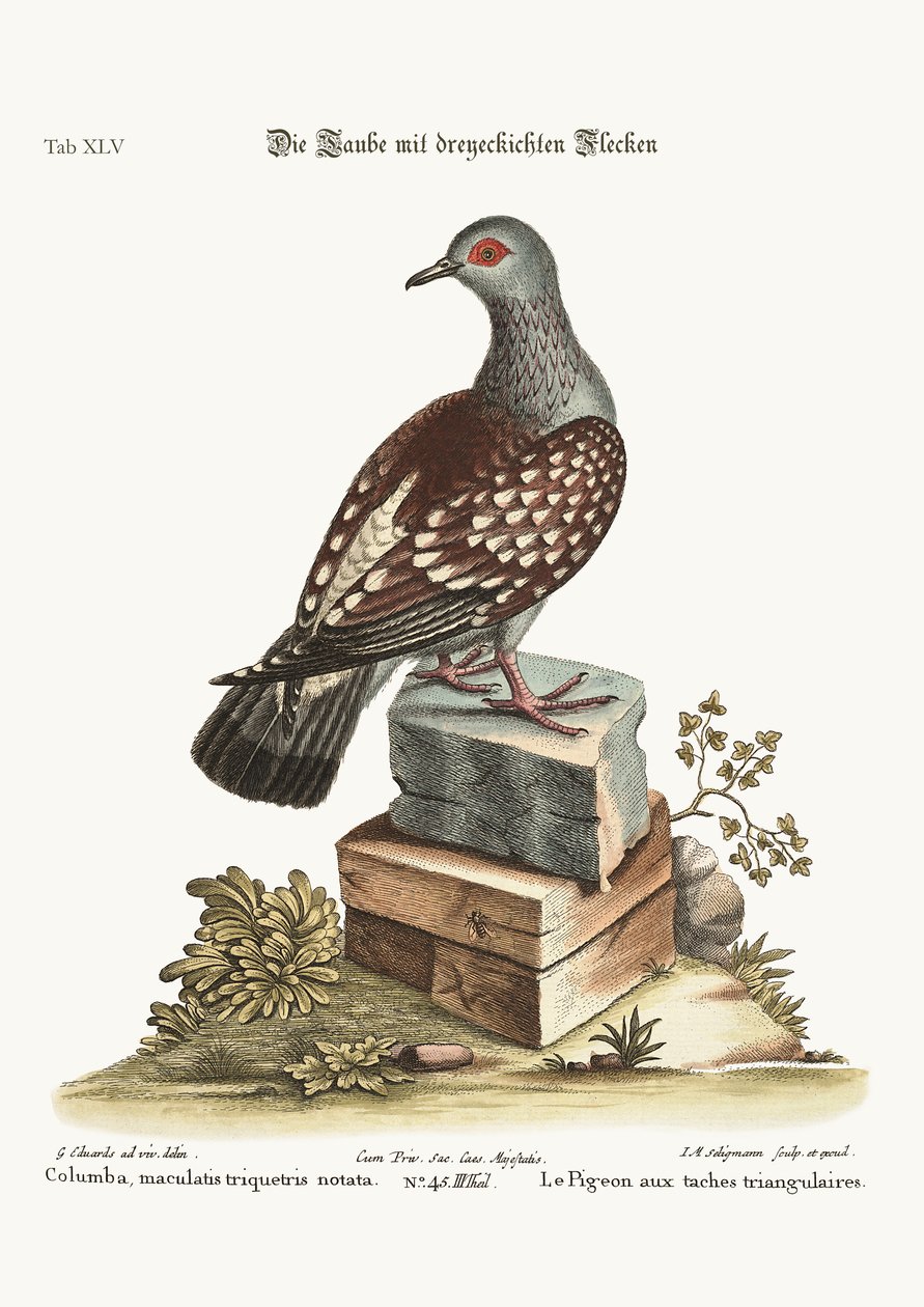 The Triangular Spotted Pigeon, 1749-73 by George Edwards