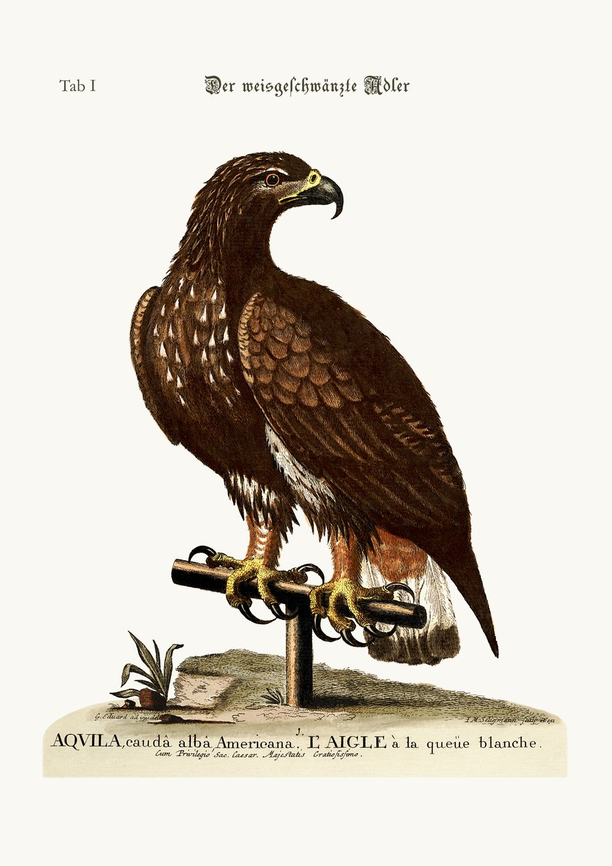 The white-tailed Eagle, 1749-73 by George Edwards