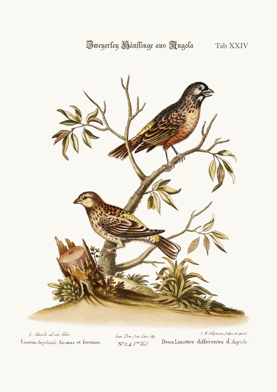 Two Sorts of Linnets from Angola by George Edwards