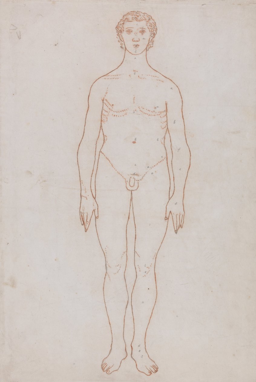 A Comparative Anatomical Exposition of the Structure of the Human Body with That of a Tiger and a Cow by George Stubbs