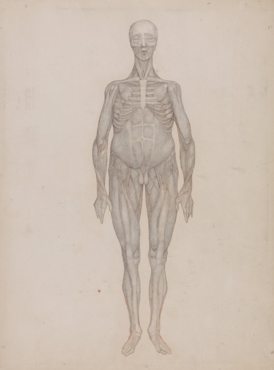 A Comparative Anatomical Exposition of the Structure of the Human Body with That of a Tiger and a Cow by George Stubbs