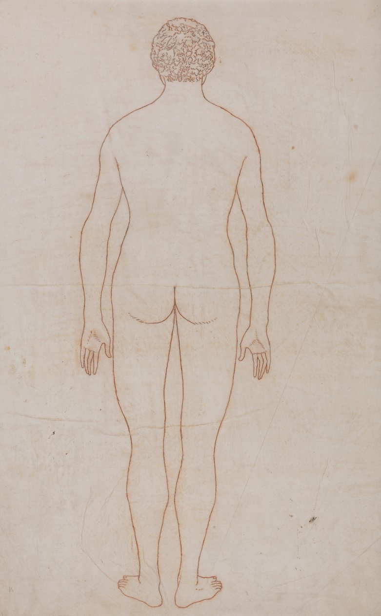 A Comparative Anatomical Exposition of the Structure of the Human Body ...