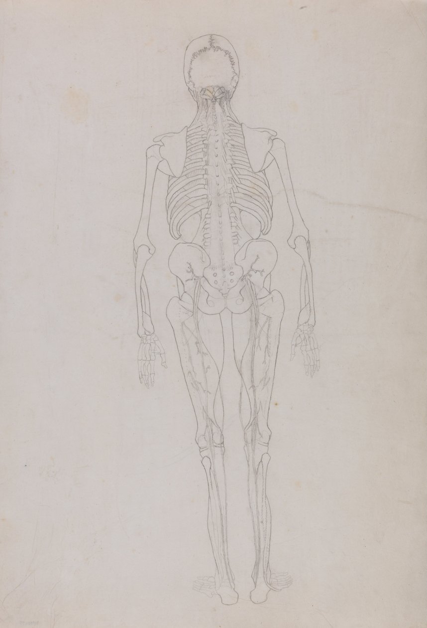 A Comparative Anatomical Exposition of the Structure of the Human Body with that of a Tiger and a Cow by George Stubbs