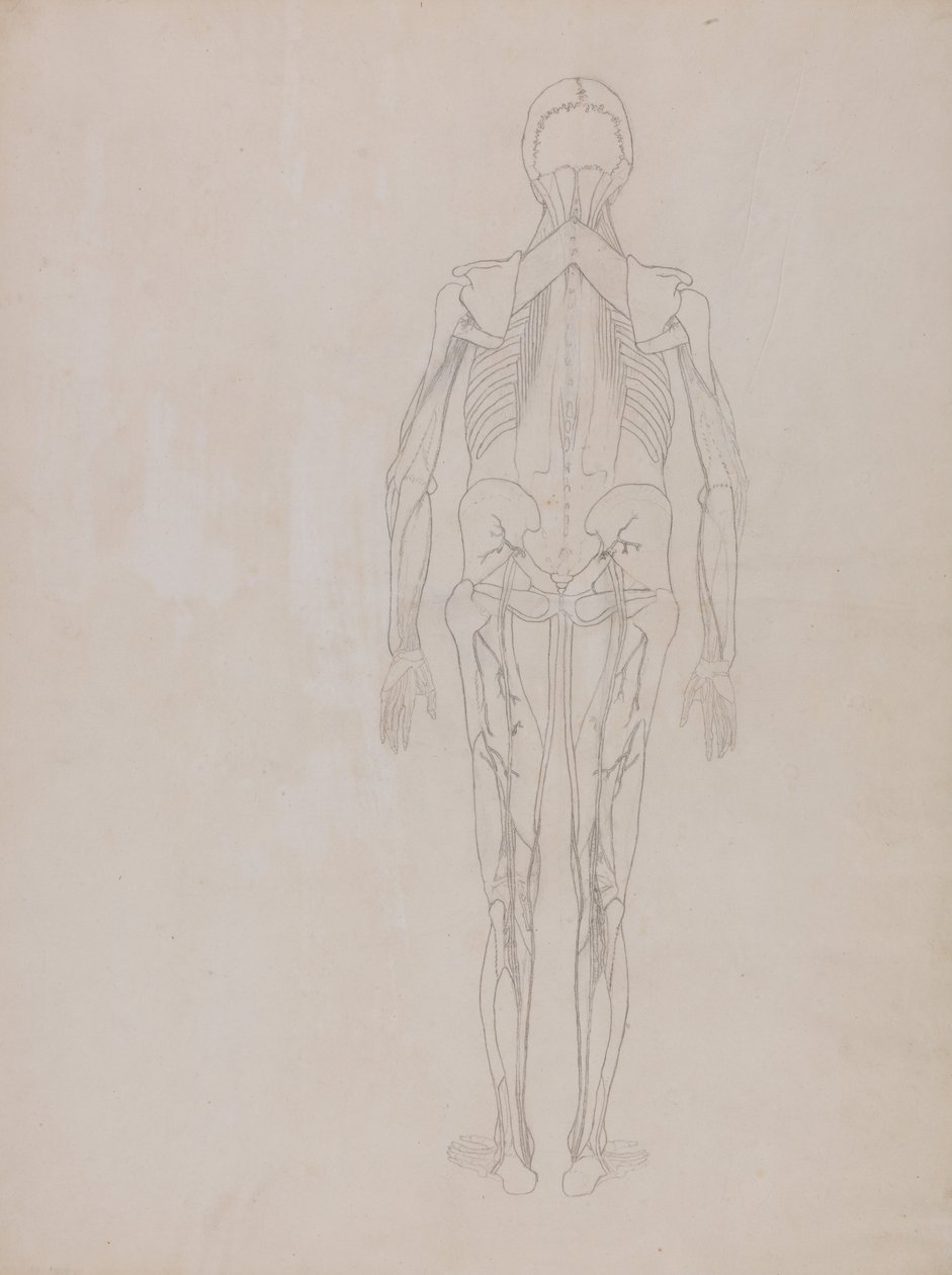 A Comparative Anatomical Exposition of the Structure of the Human Body with that of a Tiger and a Cow by George Stubbs