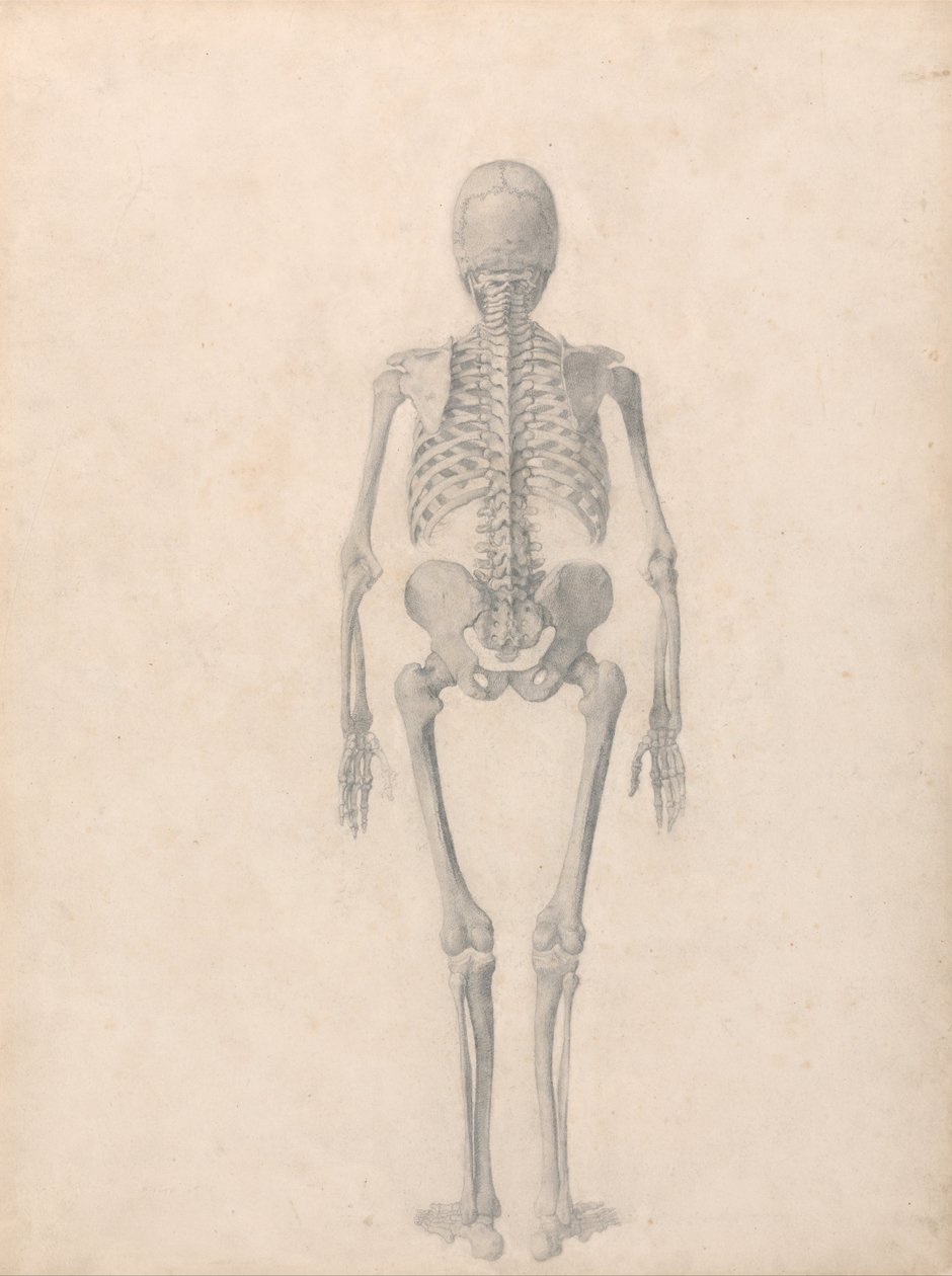 A Comparative Anatomical Exposition of the Structure of the Human Body with that of a Tiger and a Cow by George Stubbs