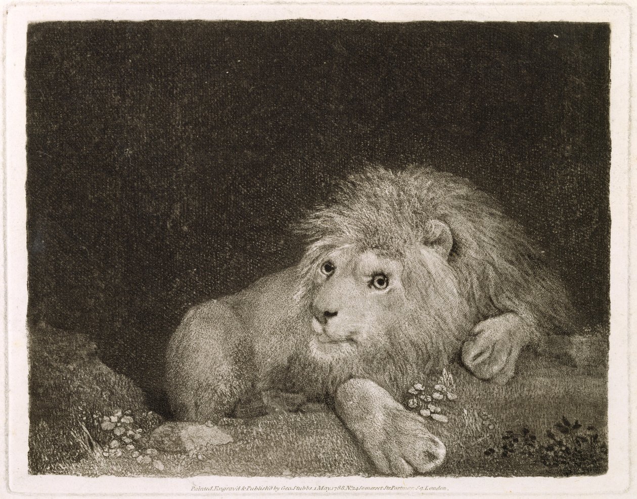 A Lion (A Recumbent Lion) engraved by the artist by George Stubbs