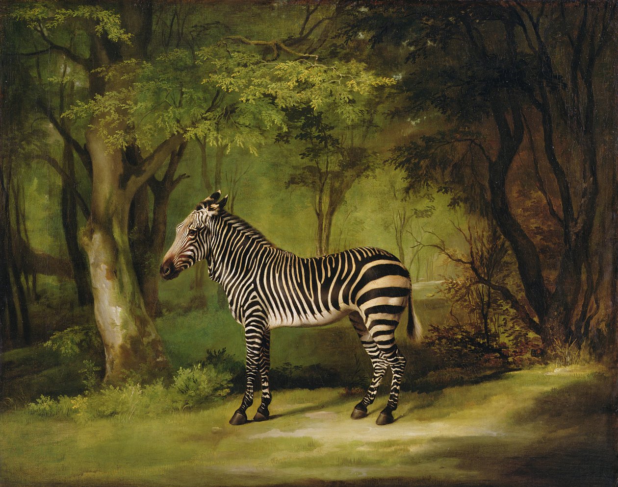 A Zebra, 1763 by George Stubbs