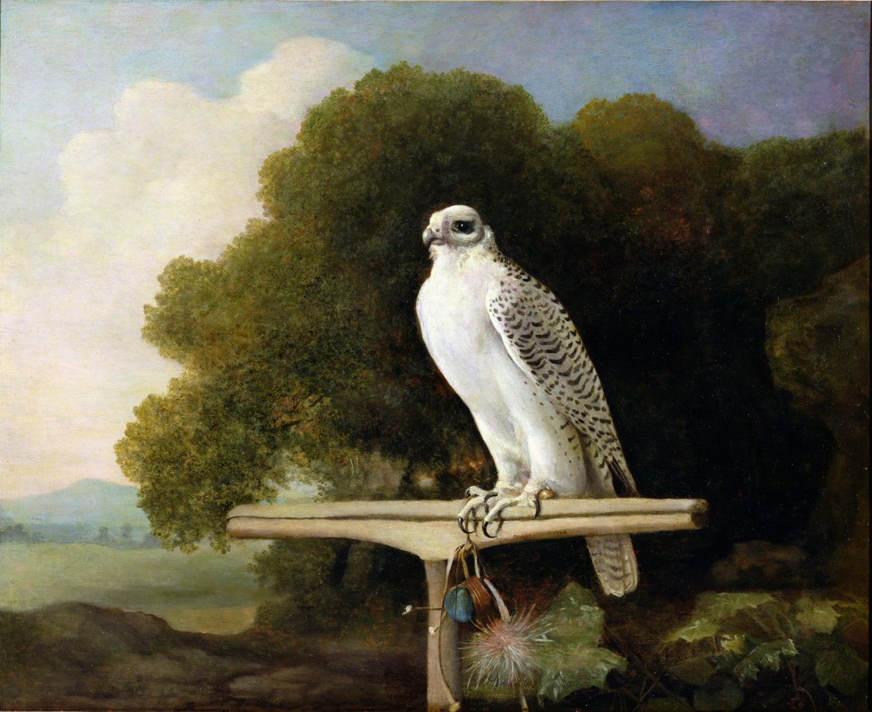 Greenland Falcon (Grey Falcon), 1780 by George Stubbs