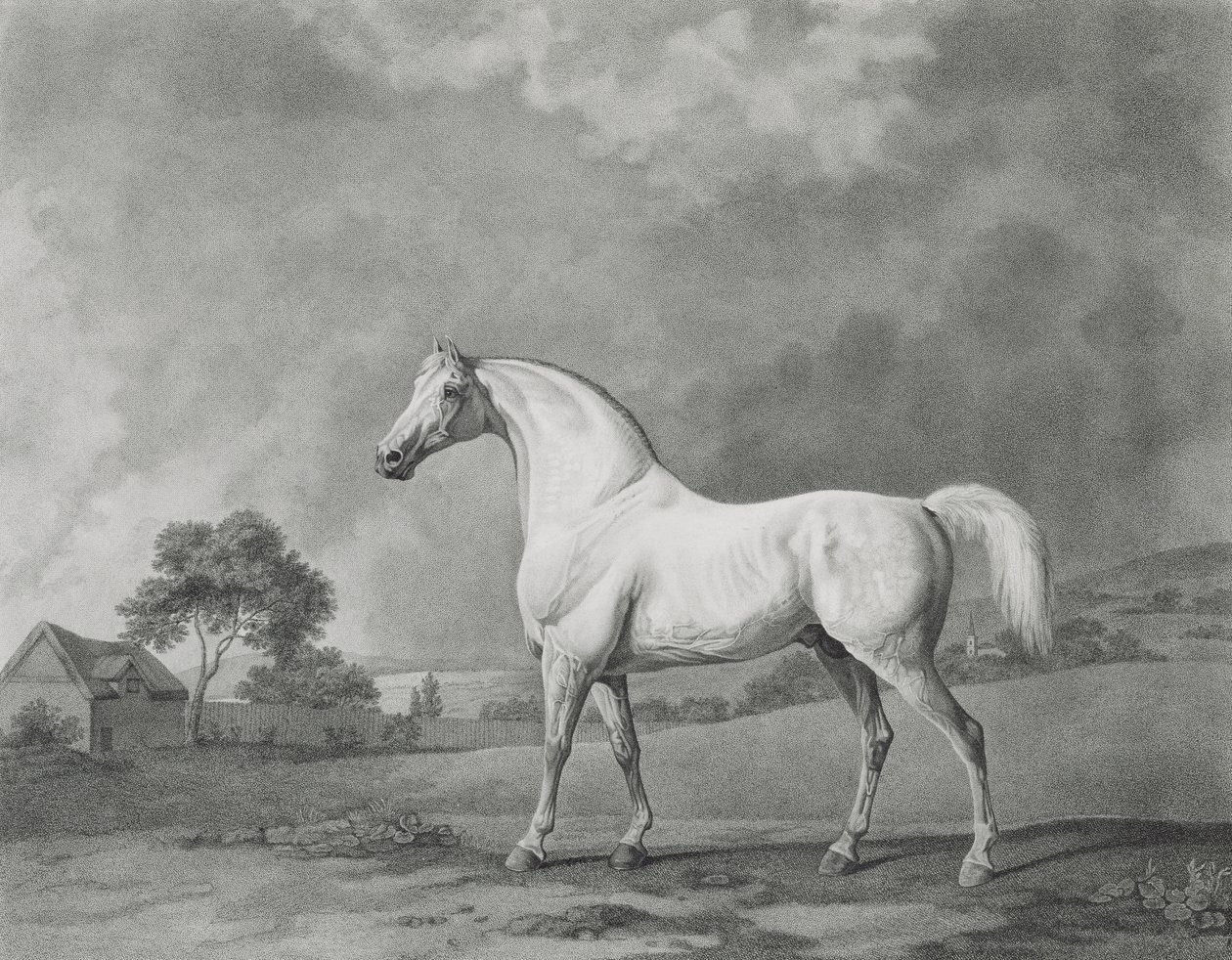 Mambrino, engraved by George Townley Stubbs by George Stubbs