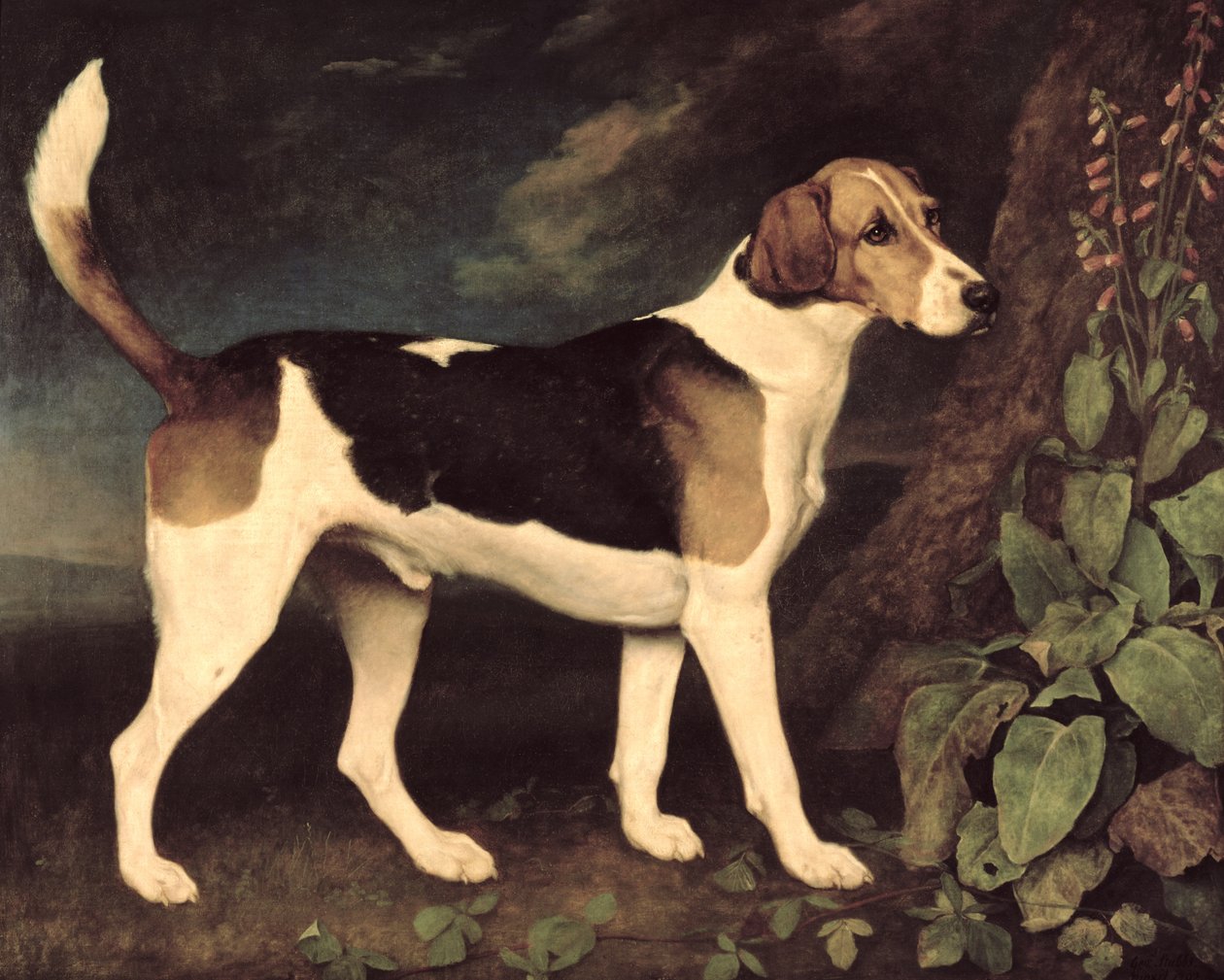 Ringwood, a Brocklesby Foxhound by George Stubbs