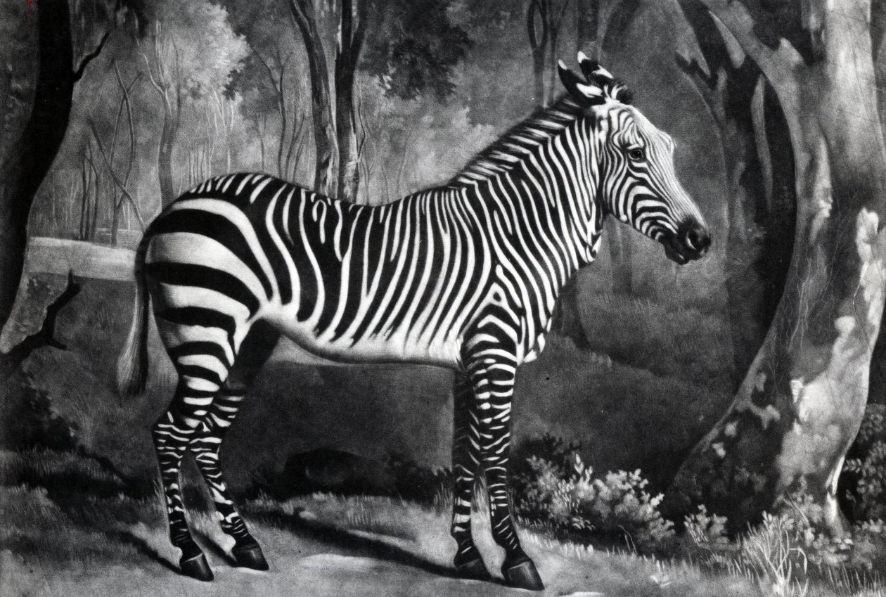 The Sebra, or Wild Ass, engraved by George Townley Stubbs, 1771 by George Stubbs