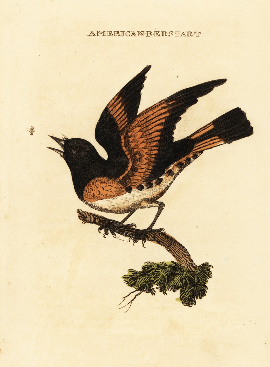 American redstart, Setophaga ruticilla by George (after) Edwards