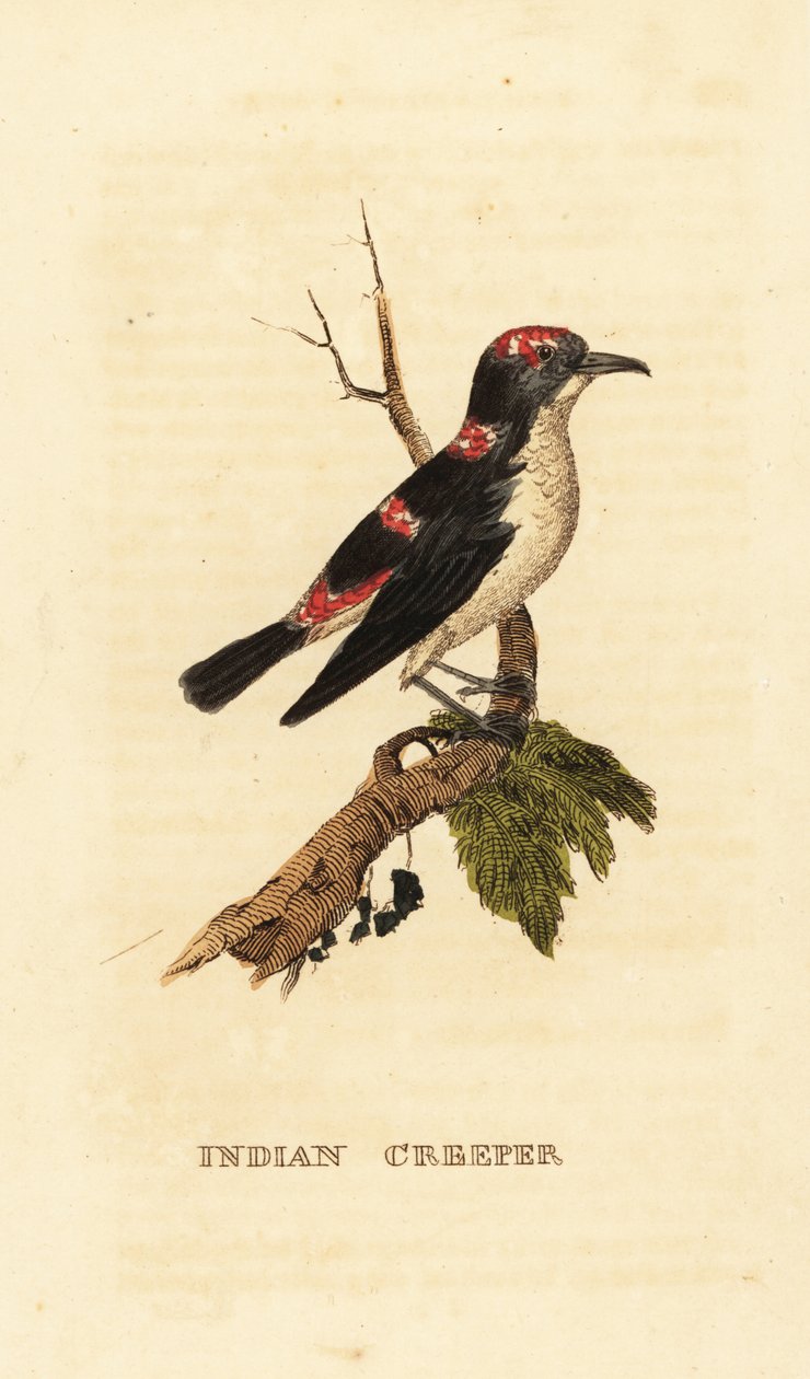 American Treecreeper or Brown Creeper, Certhia americana by George (after) Edwards