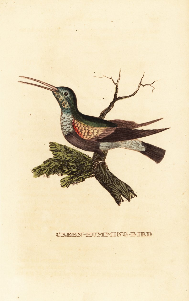 Black-bellied hummingbird, female by George (after) Edwards