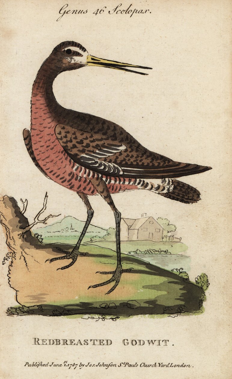 Black-tailed godwit or red-breasted godwit, Limosa limosa by George (after) Edwards