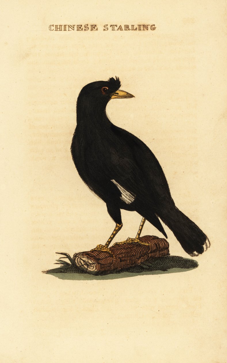 Crested Myna by George (after) Edwards