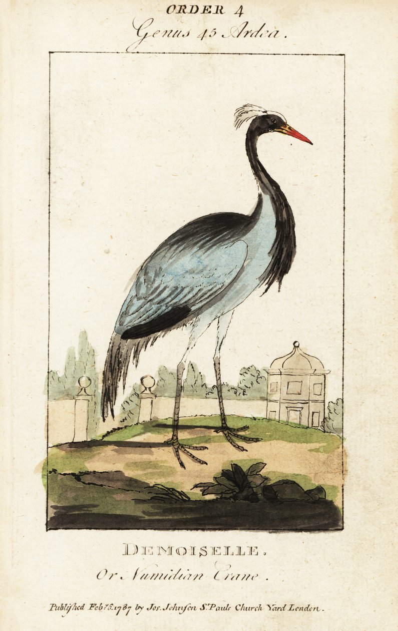 Demoiselle or Numidian crane by George (after) Edwards