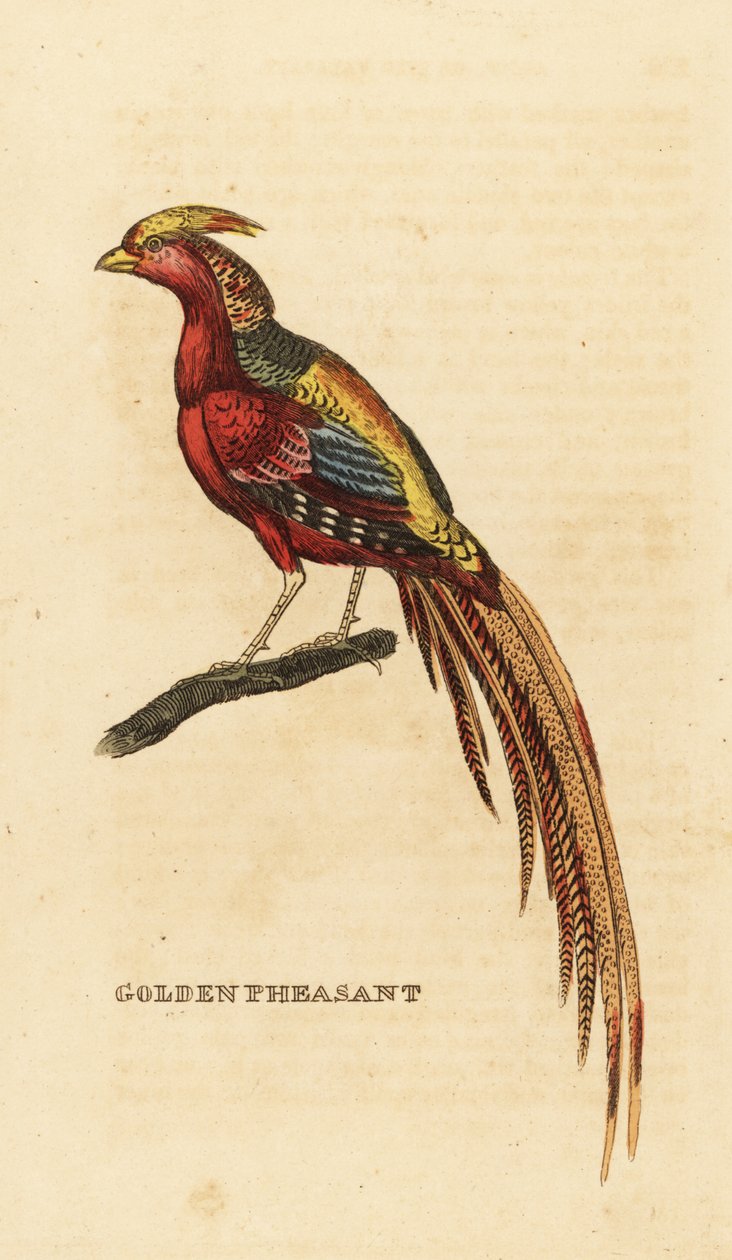 Golden Pheasant, Chrysolophus pictus by George (after) Edwards