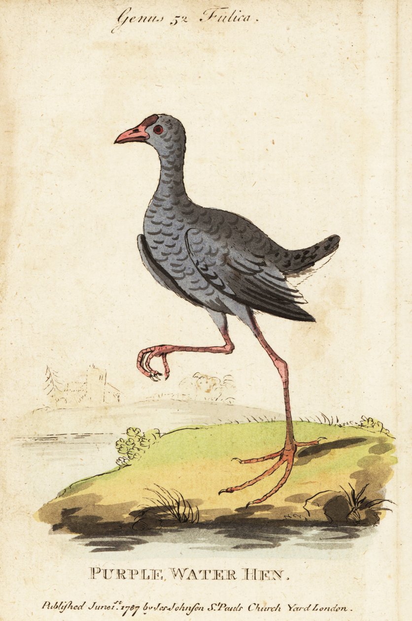 Grey-headed swamphen, Porphyrio poliocephalus by George (after) Edwards