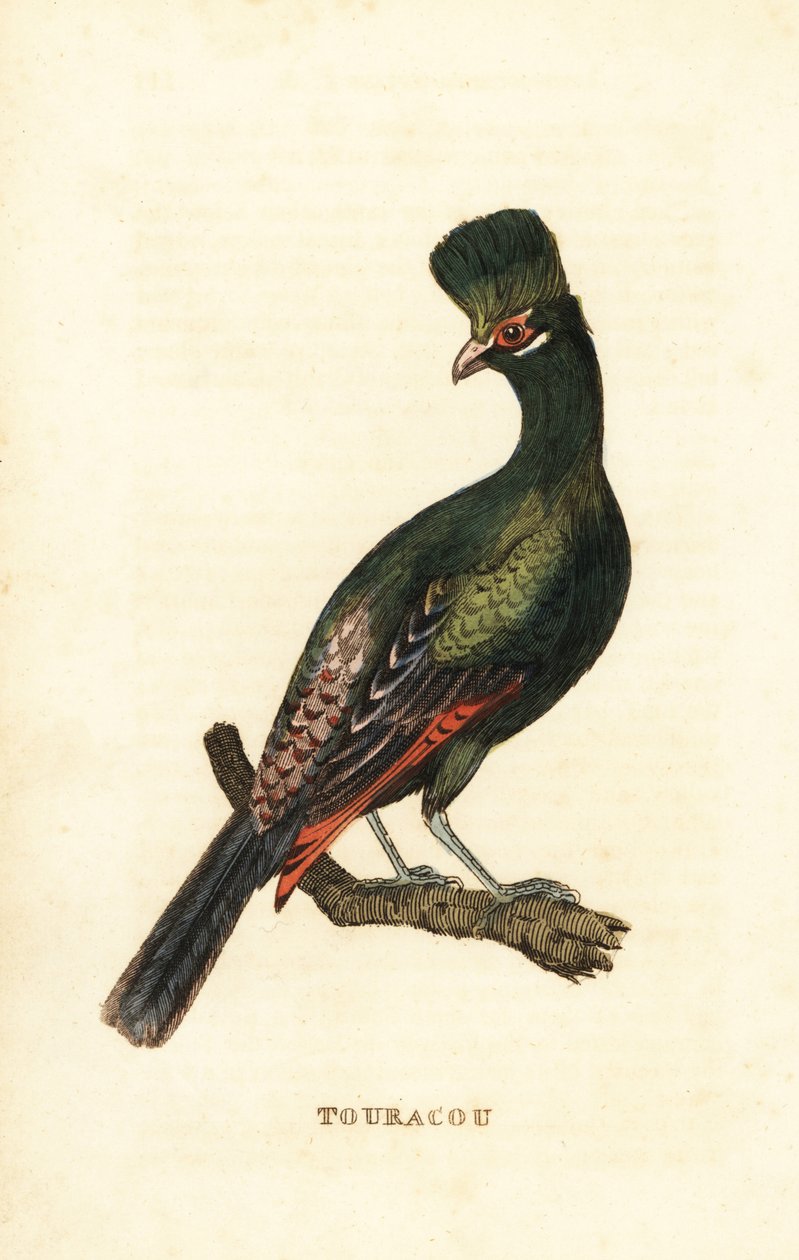 Guinea turaco or green turaco by George (after) Edwards