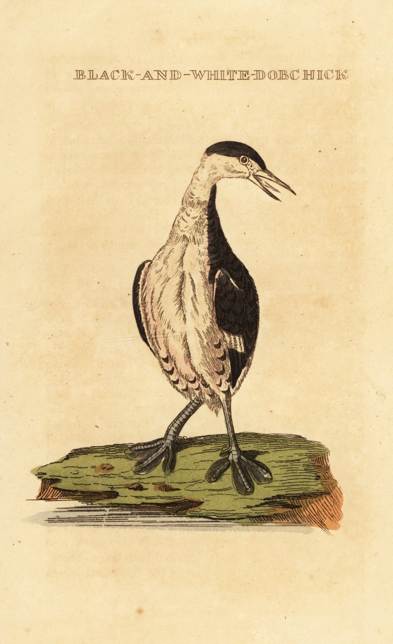 Horned Grebe, Young by George (after) Edwards