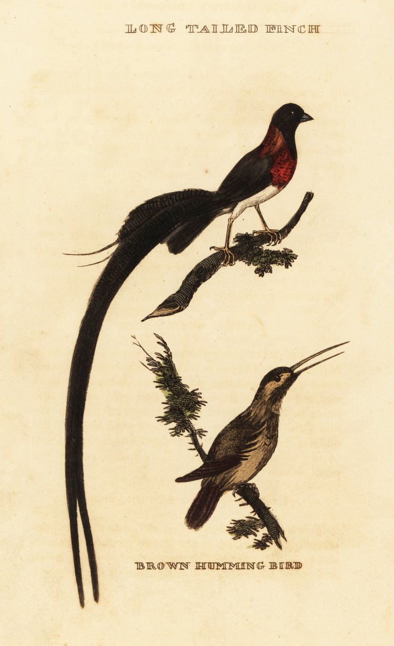 Long-tailed Paradise Whydah and Rufous Hummingbird by George (after) Edwards