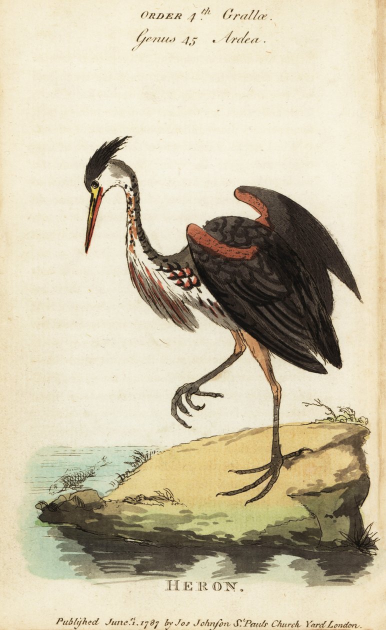 North American ash-coloured heron, Ardea fusca by George (after) Edwards