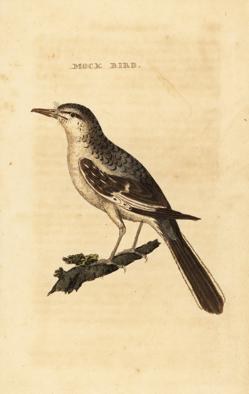 Northern mockingbird, Mimus polyglottos by George (after) Edwards