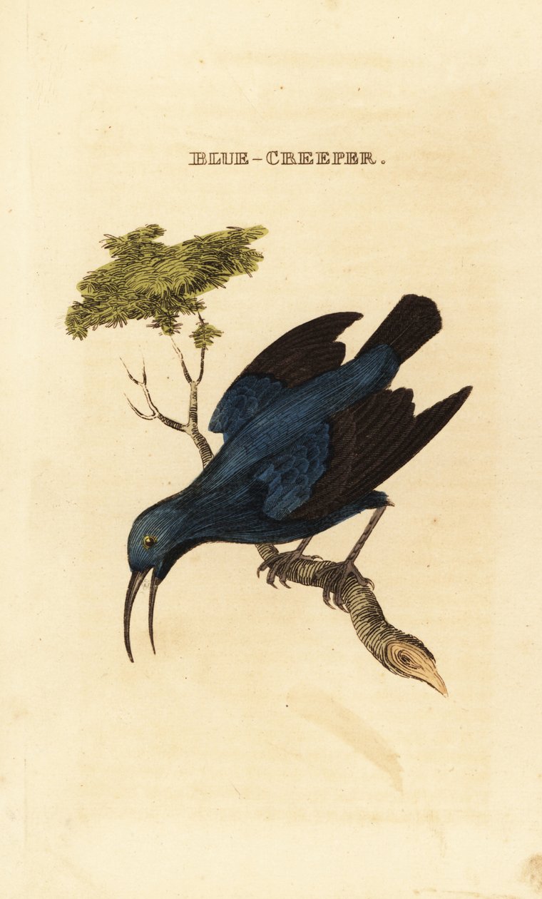 Purple Honeycreeper by George (after) Edwards