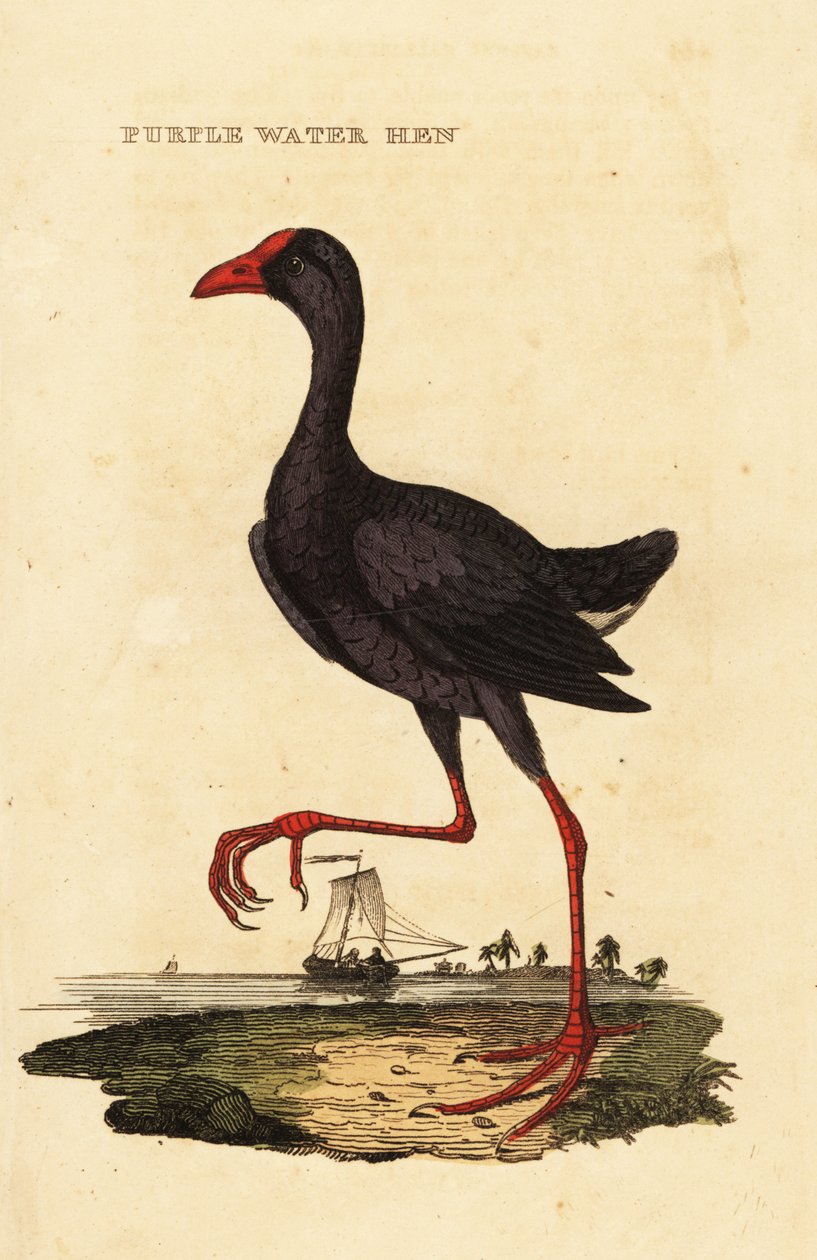 Purple swamphen by George (after) Edwards