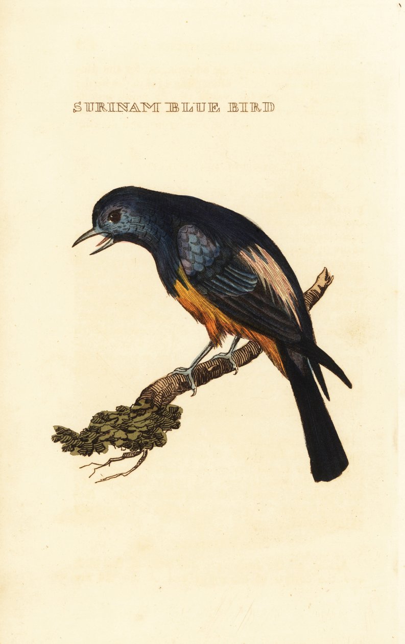 Silvery-breasted Tanager, Tangara velia by George (after) Edwards