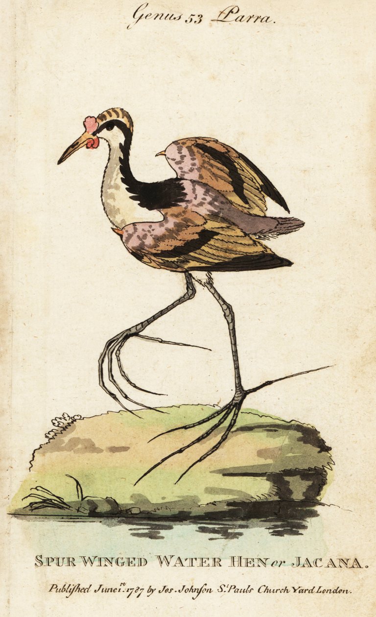 Wattled jacana by George (after) Edwards