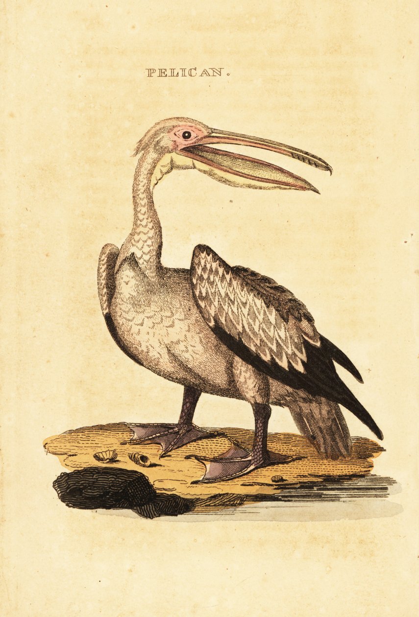 Great white pelican by George (after) Shaw
