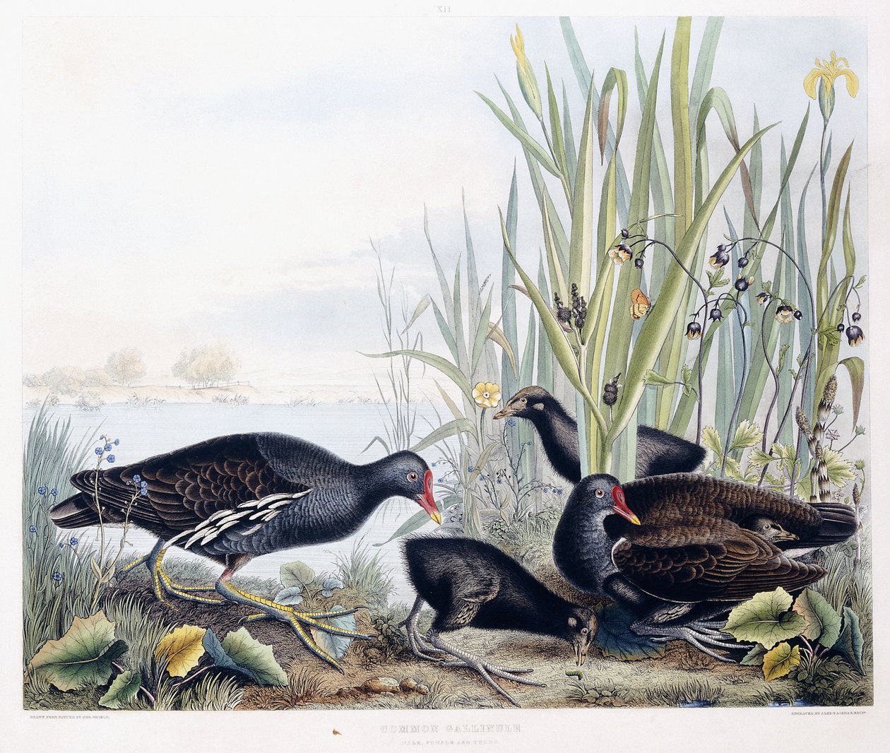Common Gallinule (Moorhen) (Male, Female and Young), c.1841 by George (after) Shield