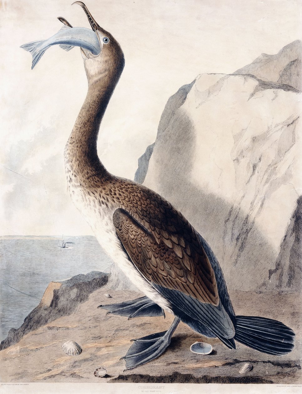 Cormorant (of the First Year) by George (after) Shield