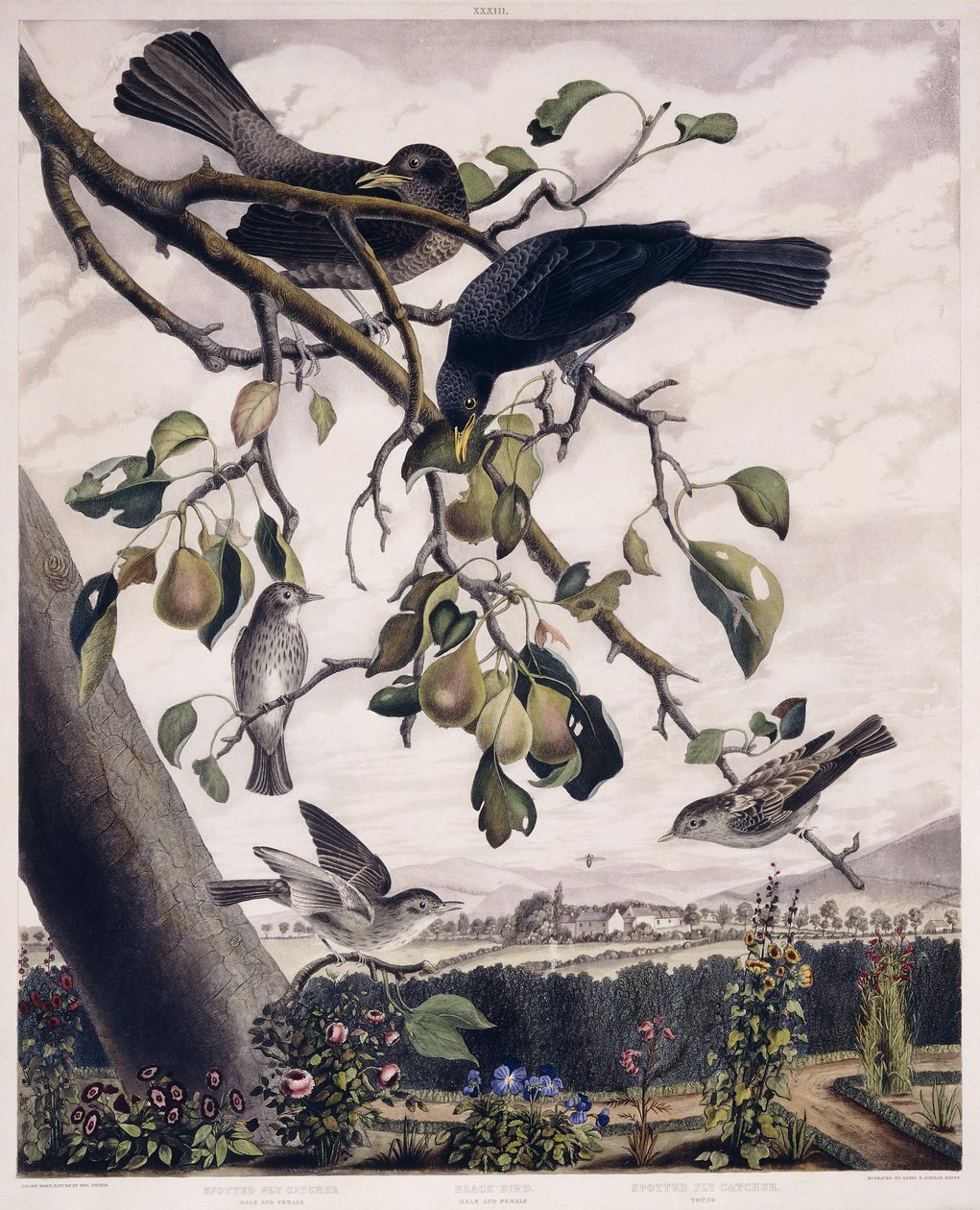 Spotted Fly Catcher (Male and Female), Black Bird (Male and Female) and Spotted Fly Catcher (Young), c.1841 by George (after) Shield