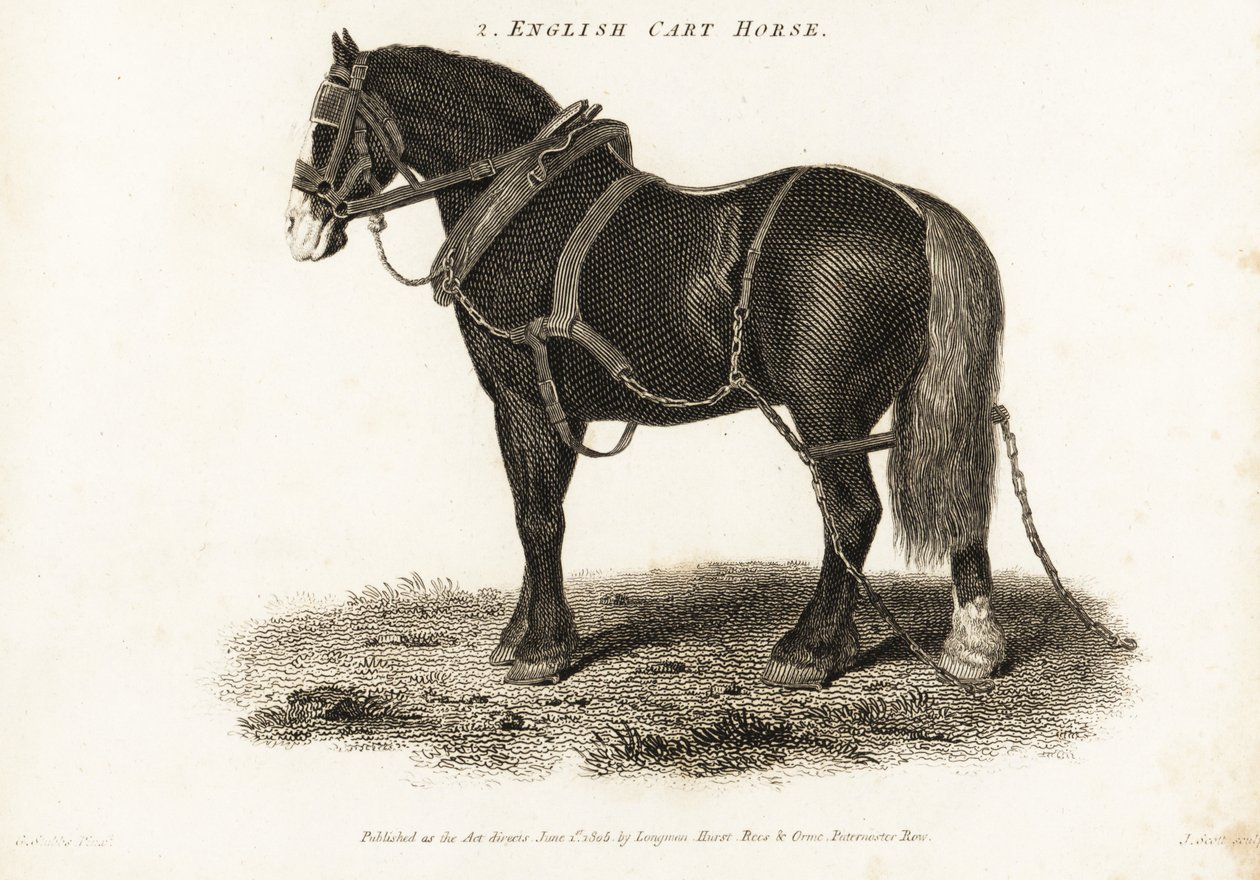English Cart Horse or Shire Draught Horse by George (after) Stubbs