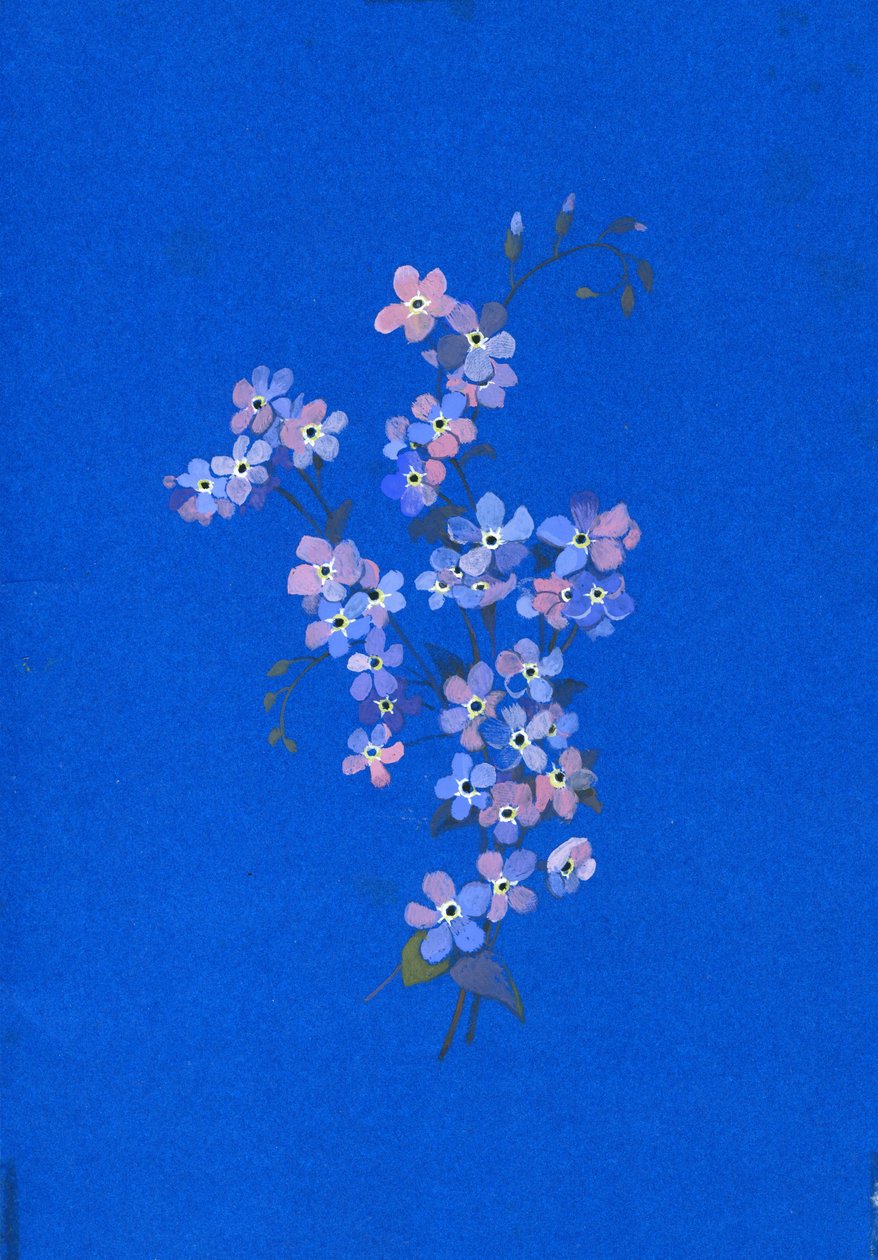 Forget-me-not, 1960s by George Adamson