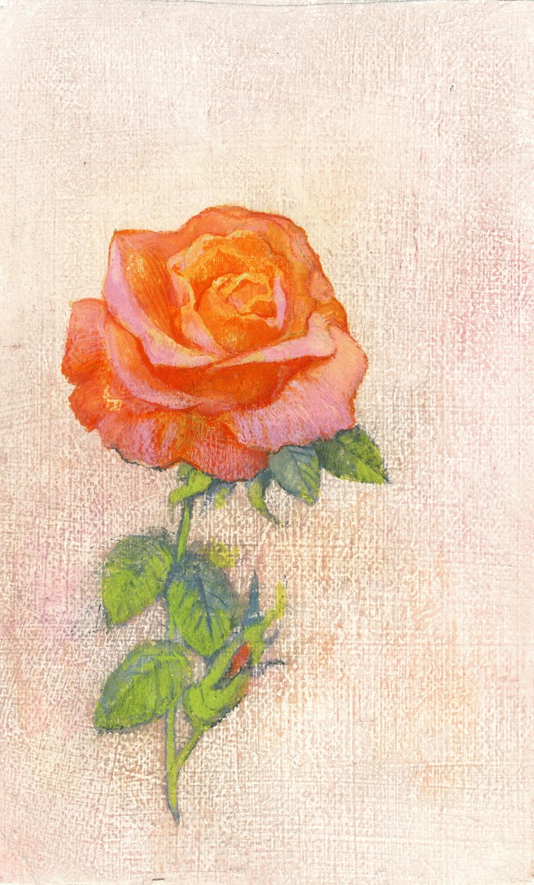 Pale Rose, 1980s by George Adamson