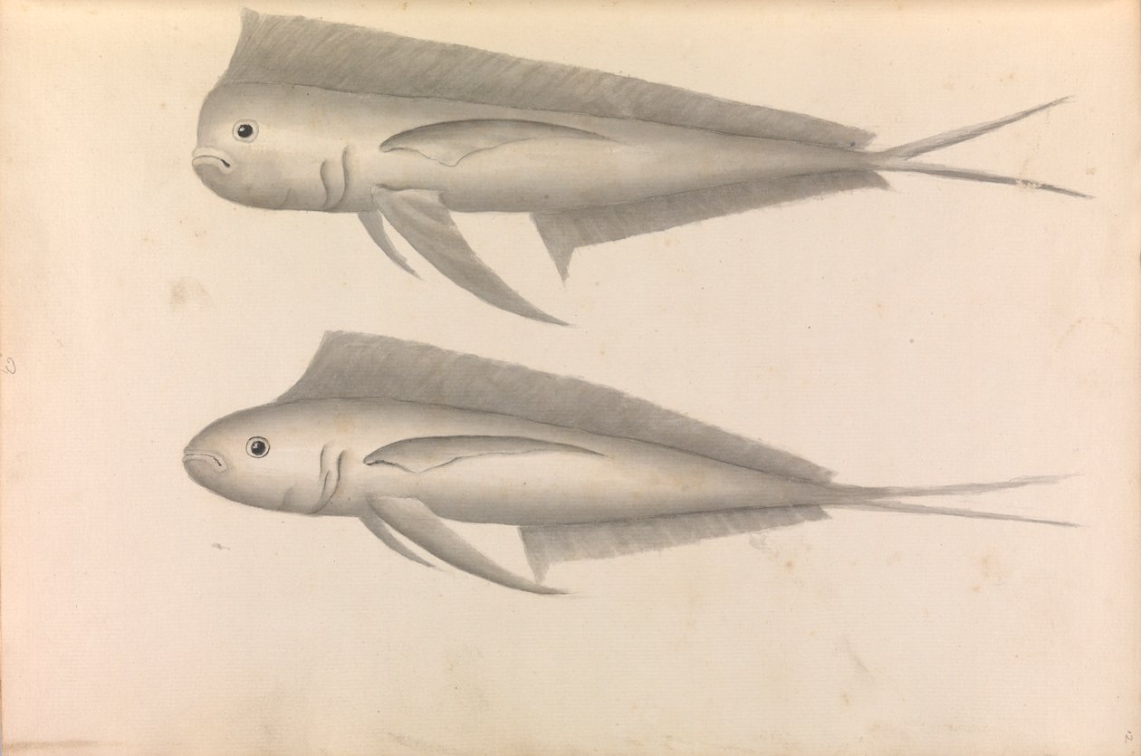 Account of Commodore George Anson's Voyage Round the World