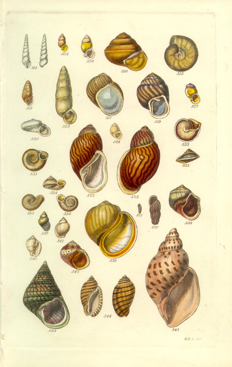 Conchological Manual Plate 25. Colorful land shells by George B. Sowerby