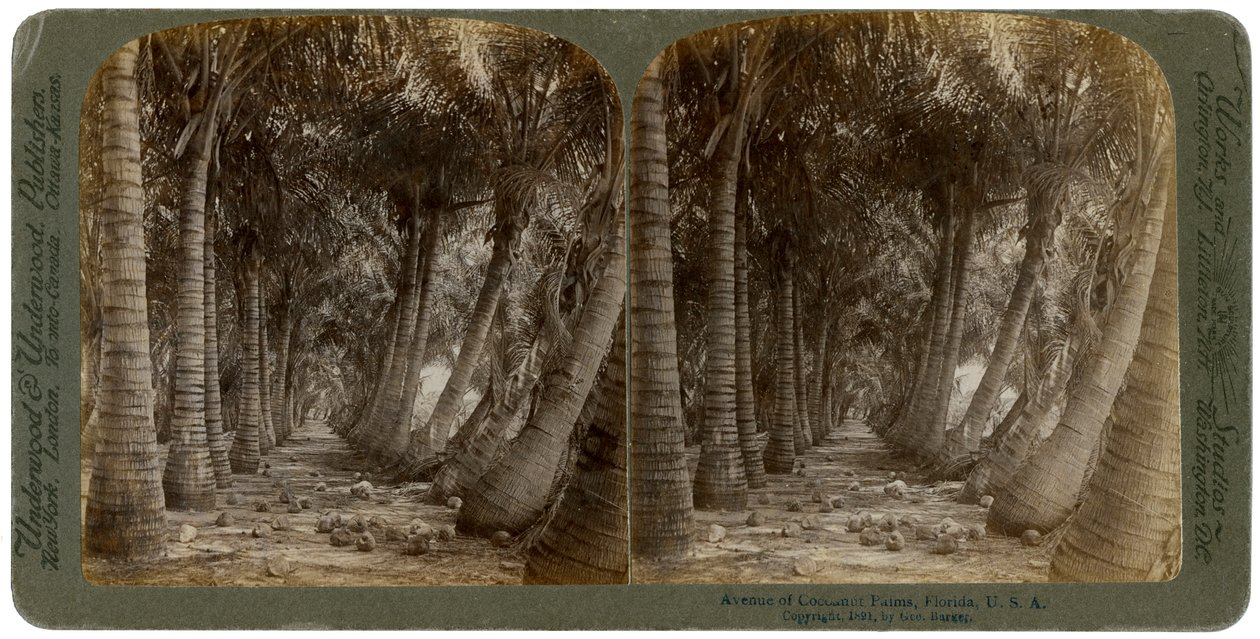 Avenue of coconut palms, Florida, USA, 1891 by George Barker