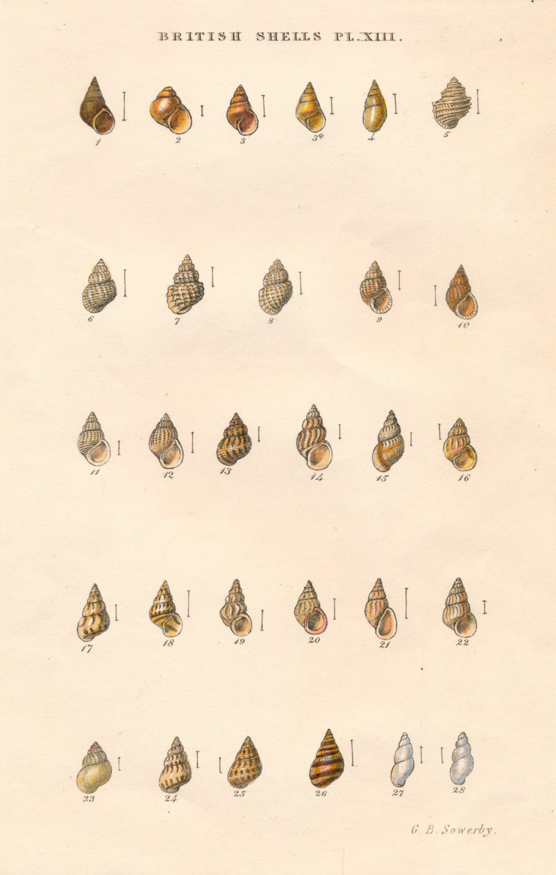 British Shells by George Brettingham Sowerby