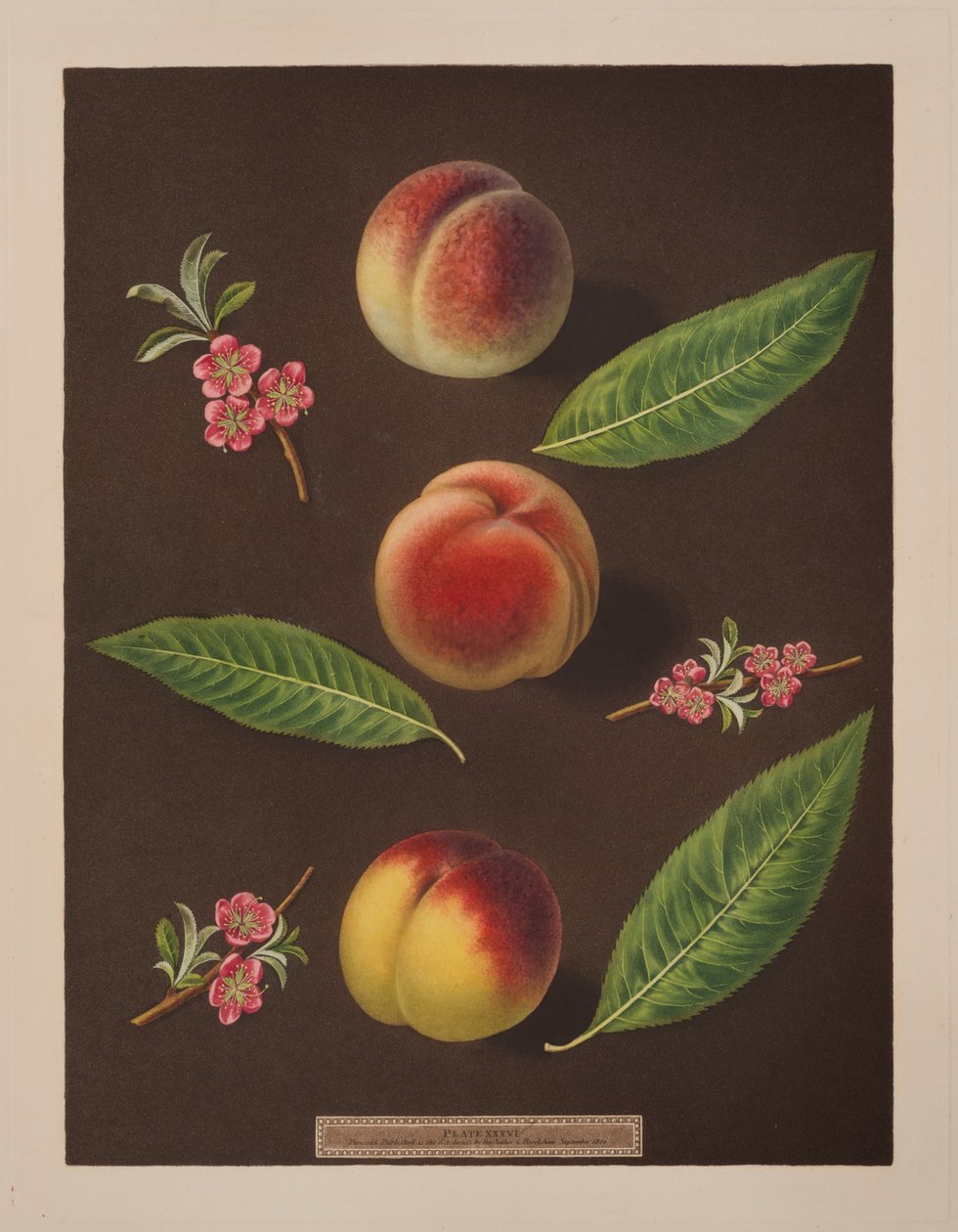 Chancellor, Catherine and the Old Newington Peaches by George Brookshaw