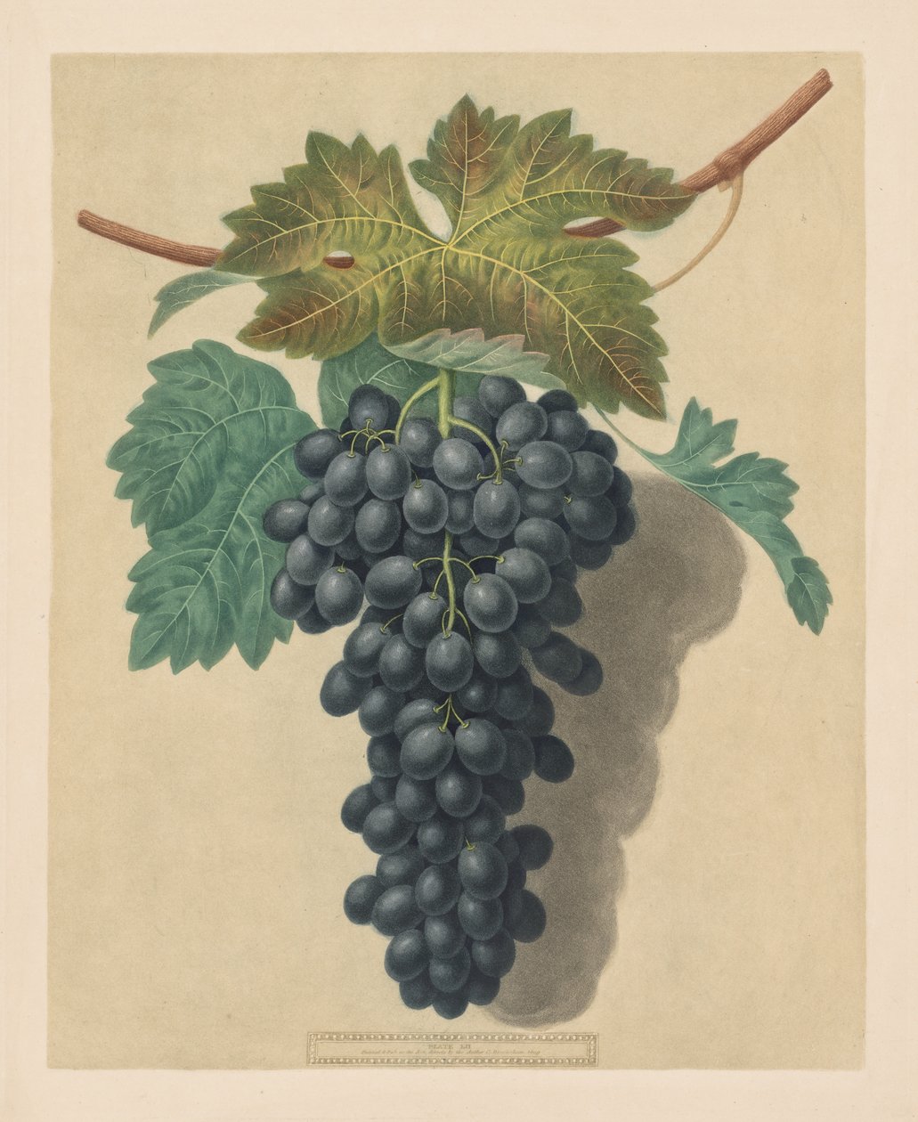 Pomona Britannica: No. 52 - Black Prince Grape by George Brookshaw