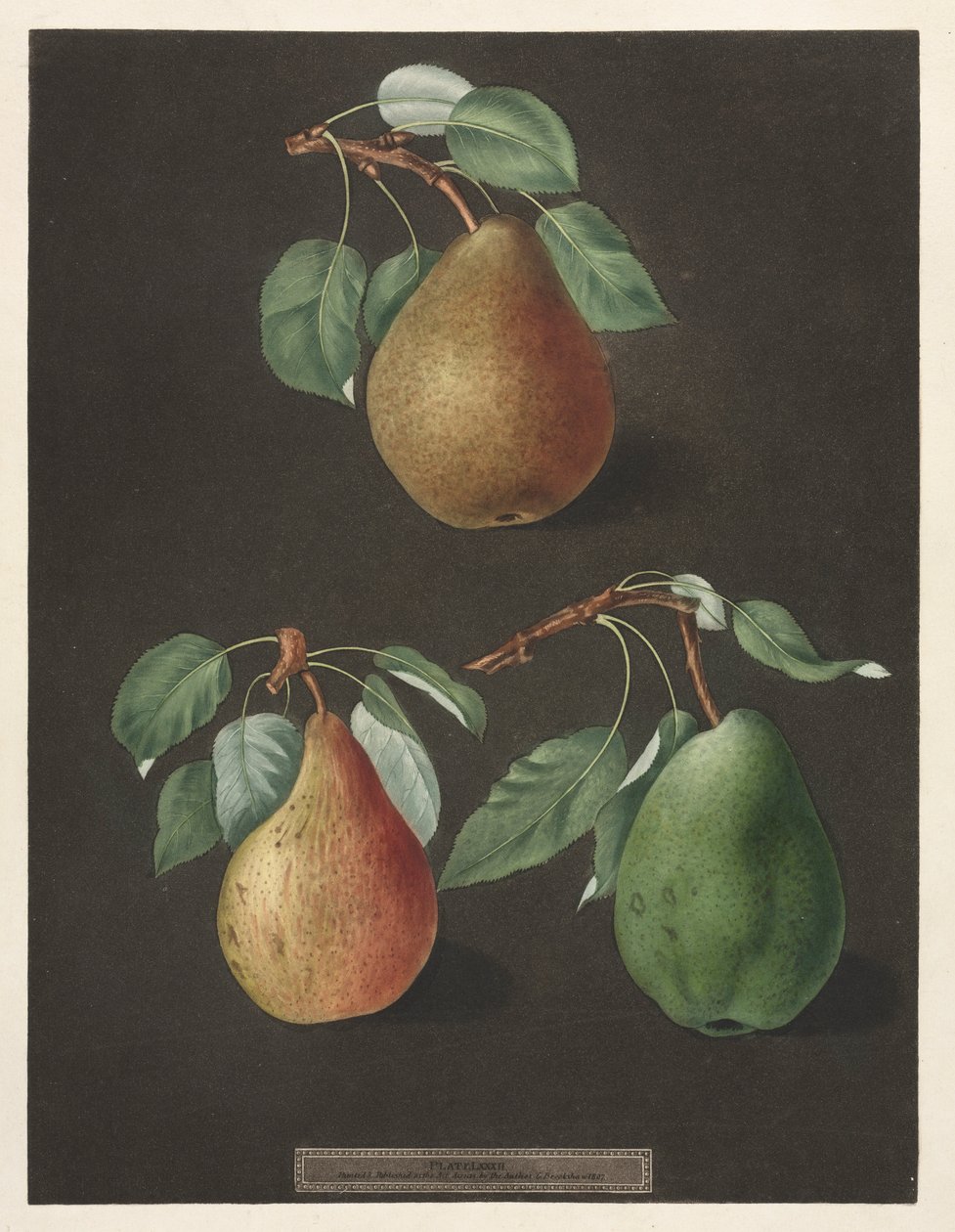 Pomona Britannica: No. 82 - Pears, 1807 by George Brookshaw