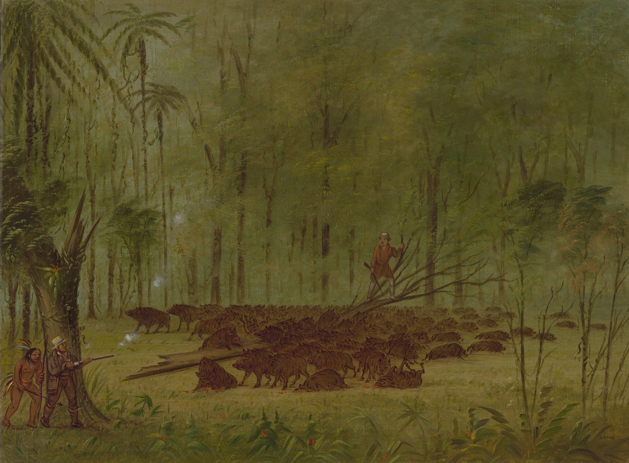 A Fight with Peccaries - Caribbe, 1854-1869 by George Catlin