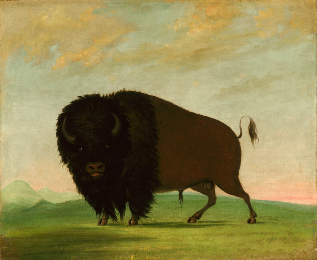 Buffalo Bull, Grazing on the Prairie, 1832-1833 by George Catlin